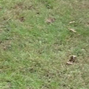 Meet your Posher, Ivana